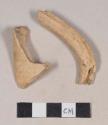 Animal bone fragments, including one rib