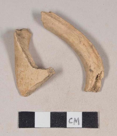 Animal bone fragments, including one rib