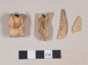 Animal bone fragments, including one astragalus