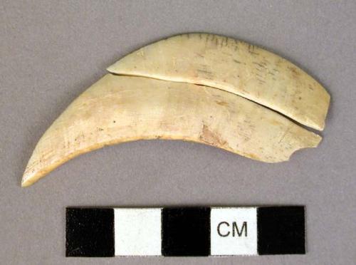 Bone fragments, curved, pointed 1 end, polished