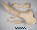 Animal bone fragments, including skull fragment with horn attached and rib fragment