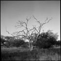 Bare tree on the way to Thinthuma