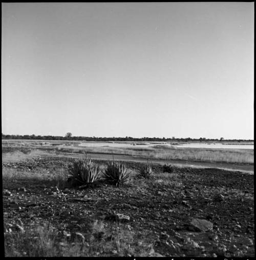 View of Gautscha Pan with water, grass, and aloes