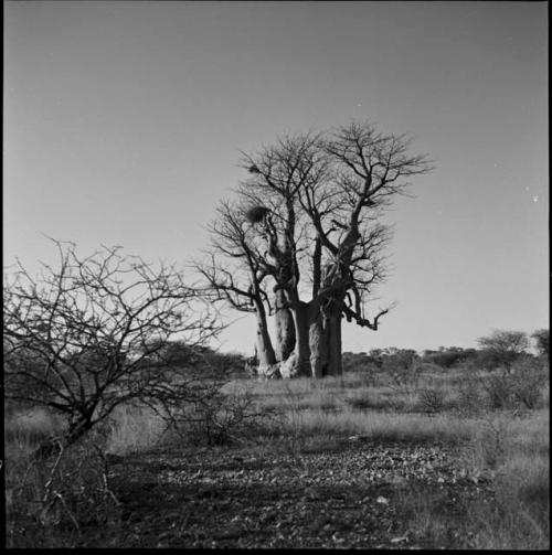 Baobab tree without leaves