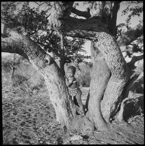 /Gaishay (son of Di!ai and "Gao Medicine") climbing the tree in the clearing of the Gautscha werft