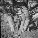 /Gaishay (son of Di!ai and "Gao Medicine") climbing the tree in the clearing of the Gautscha werft