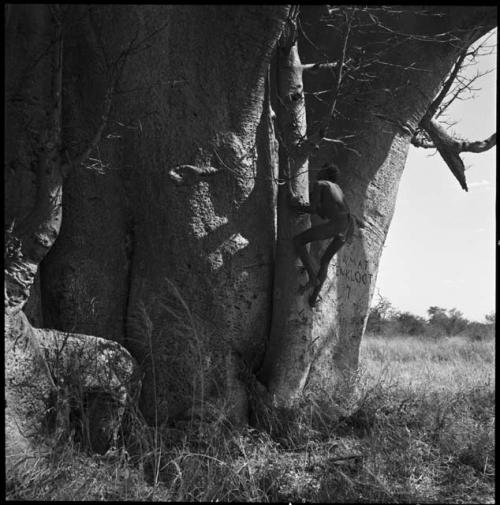 "Crooked /Qui" climbing a baobab tree using the pegs driven into the bark; the name "Mattenkloot" (German soldier Wilhelm Mattenkloot’s last name) is visible carved into the trunk