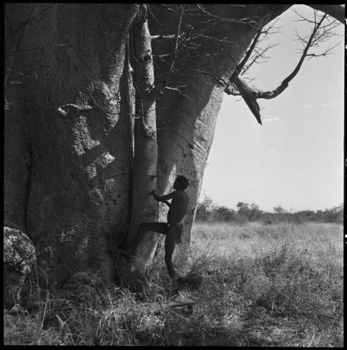 "Crooked /Qui" beginning to climb a baobab tree using the pegs driven into the bark; the name "Mattenkloot" (German soldier Wilhelm Mattenkloot’s last name) is visible carved into the trunk