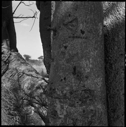 Pegs in the baobab tree used for climbing, close-up