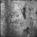 "N L 1876" carved in the trunk of a baobab tree, close-up