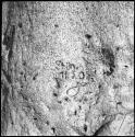 Name and date "Shün 11.5.05" carved in the trunk of a baobab tree, close-up