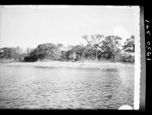 Trees along the shore of the Okavango River