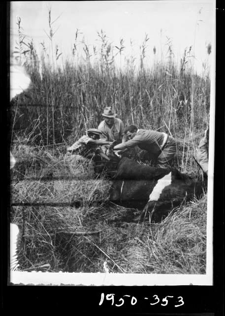 Men rescuing a cow that fell through a floating papyrus mat