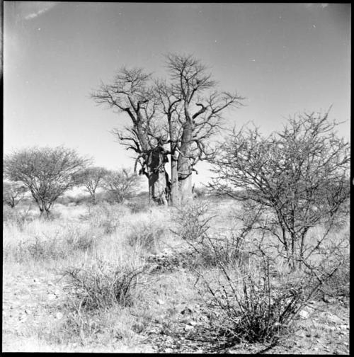 Baobab tree with no leaves