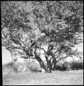 Boys climbing the tree in the dance circle location