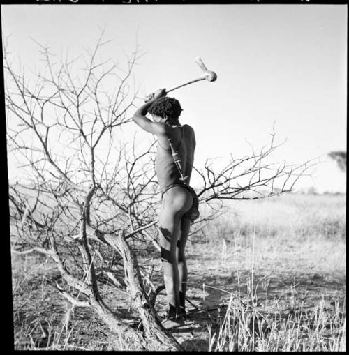 //Ao (son-in-law of "Old /Gaishay") chopping a dead tree with an axe