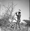 //Ao (son-in-law of "Old /Gaishay") chopping a dead tree with an axe, distant view