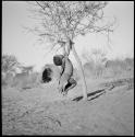 Little girl swinging by her arms from a tree