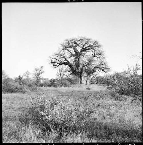 Large baobab tree that has names of earlier travelers carved into the trunk, distant view