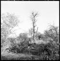 Small baobab tree with no leaves