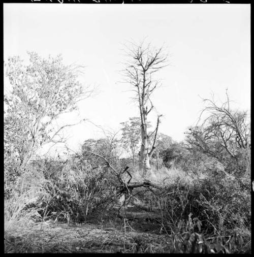 Small baobab tree with no leaves