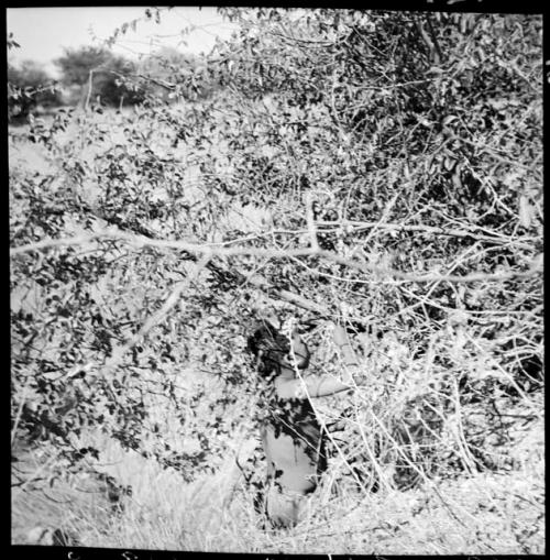 Boy picking berries from bushes