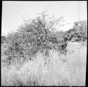 Boy picking berries from bushes