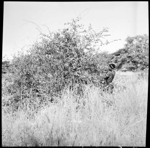 Boy picking berries from bushes