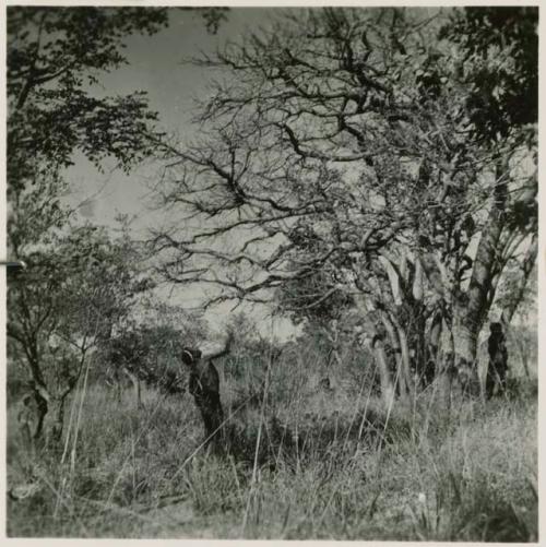 Two people standing under a tree in the mangetti forest