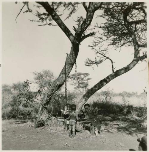 //Kushay (daughter of /Qui and /Gasa), Xama (daughter of "Gao Helmet" and his second wife) and another child standing next to a tree, with a net and rattles hanging from the tree