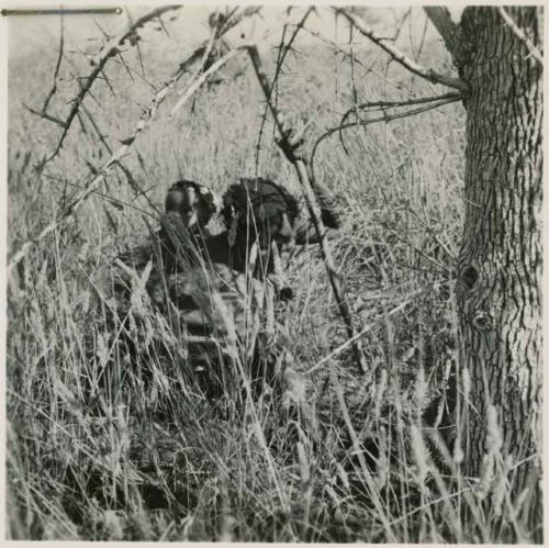 Woman digging in the grass for roots, with her baby tied to her back