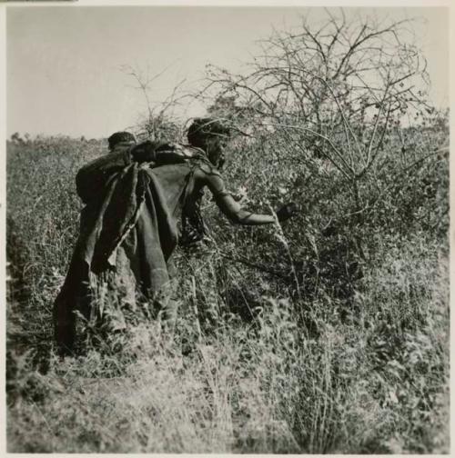 Woman leaning over, picking berries