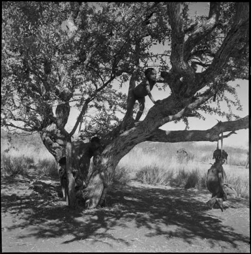 Children playing in a tree and a girl swinging on a naqm (swing)