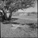 Grass and sticks, probably a play skerm made by children, under a tree