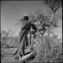 !Ungka hanging her bag of possessions in a tree