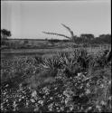 Aloes and small trees, with pan in the distance