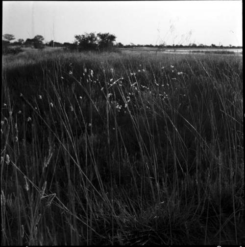 Small white flowers and grass, with the pan in the distance