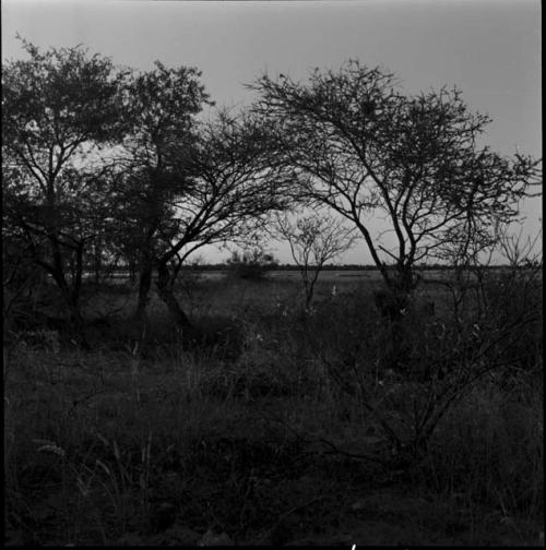 Trees, with the pan in the background