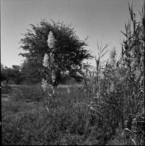 View of reeds, showing fluffy white blossoms