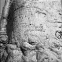 Name and date "Rush 10.13.1903" carved in the trunk of a baobab tree, close-up