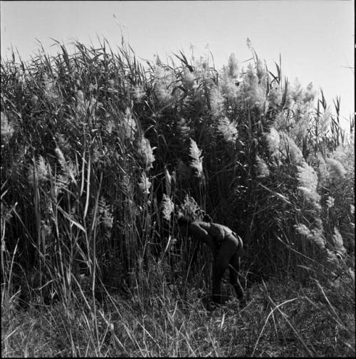 Man standing next to reeds that are used to make arrow shafts