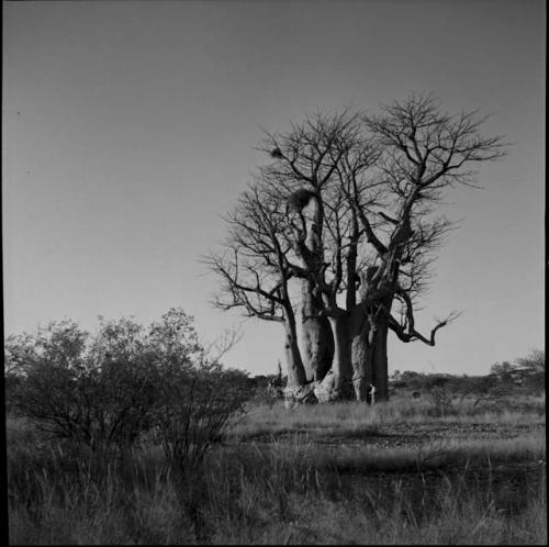 Baobab tree with no leaves