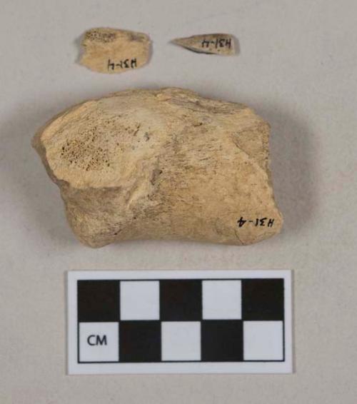 Unidentified mammal bone fragments