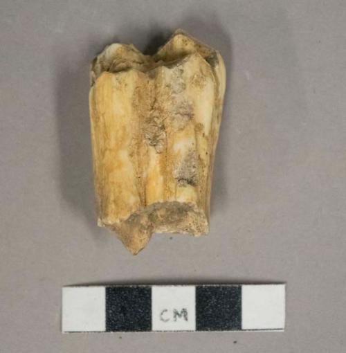 Tooth fragment, likely bovid