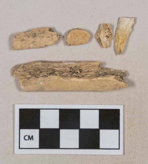 Unidentified mammal bone fragments