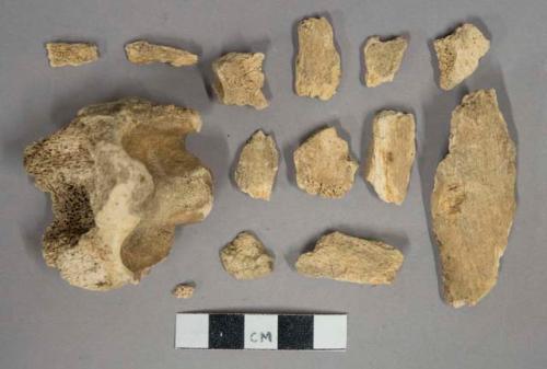 Mammal bone fragments, 1 epiphyseal end