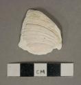 White shell fragment, likely clam shell, heavily degraded