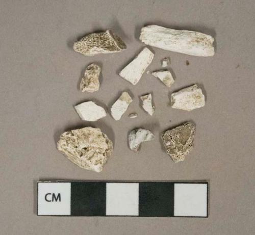 Unidentified calcined mammal bone fragments