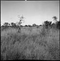 Three people walking in a line toward a tree, distant view, with the top of the expedition Land Rover in the background