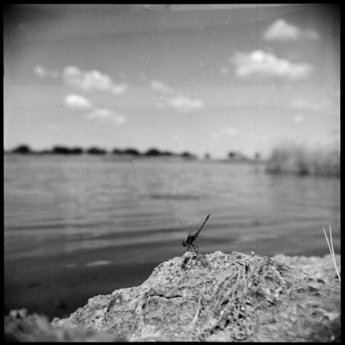 Dragonfly on a ledge at the edge of a pan